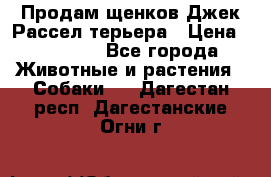 Продам щенков Джек Рассел терьера › Цена ­ 25 000 - Все города Животные и растения » Собаки   . Дагестан респ.,Дагестанские Огни г.